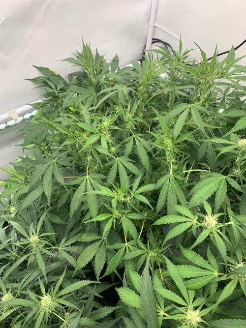 5.Grow neuer Test Lauf😅🏼. Week 6 - 14.11.-11:00 Frost Banger