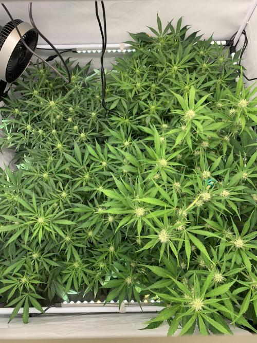 5.Grow neuer Test Lauf😅🏼. Week 6 - 14.11.-9:25