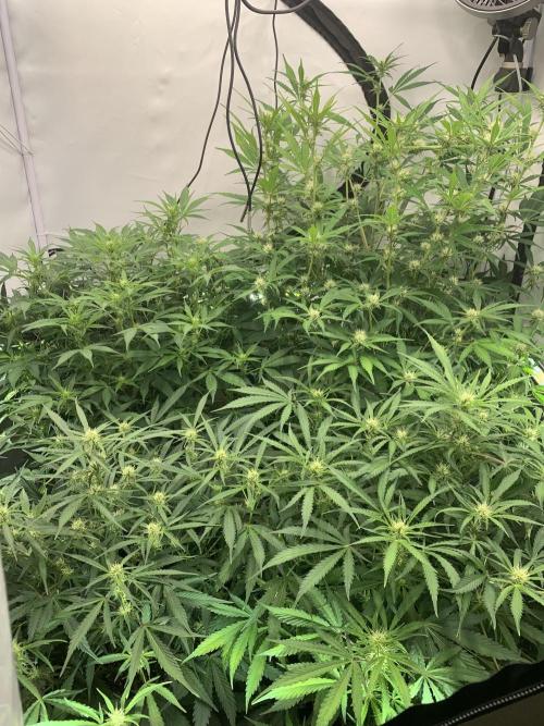 5.Grow neuer Test Lauf😅🏼. Week 6 - 15.11.-23:30