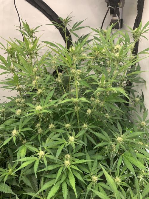 5.Grow neuer Test Lauf😅🏼. Week 6 - 15.11.-23:30 Papaya Cookies 