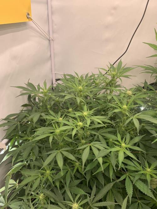 5.Grow neuer Test Lauf😅🏼. Week 6 - 15.11.-23:30 Frost Banger