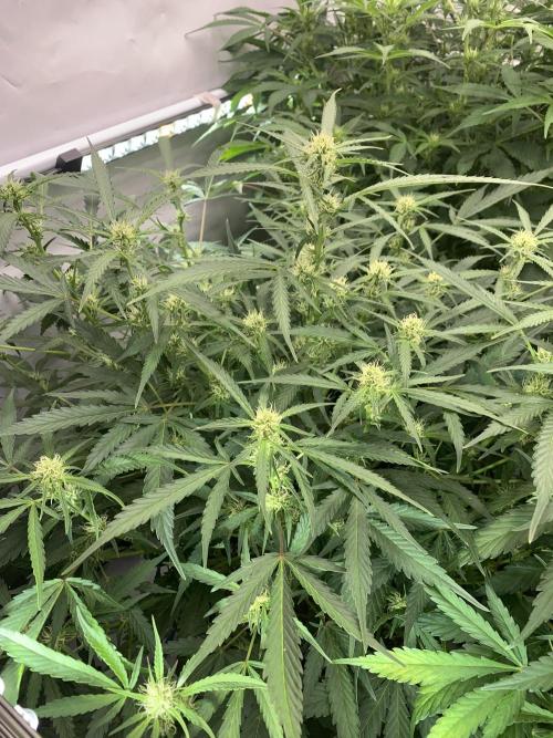 5.Grow neuer Test Lauf😅🏼. Week 6 - 15.11.-23:30 Z-Up