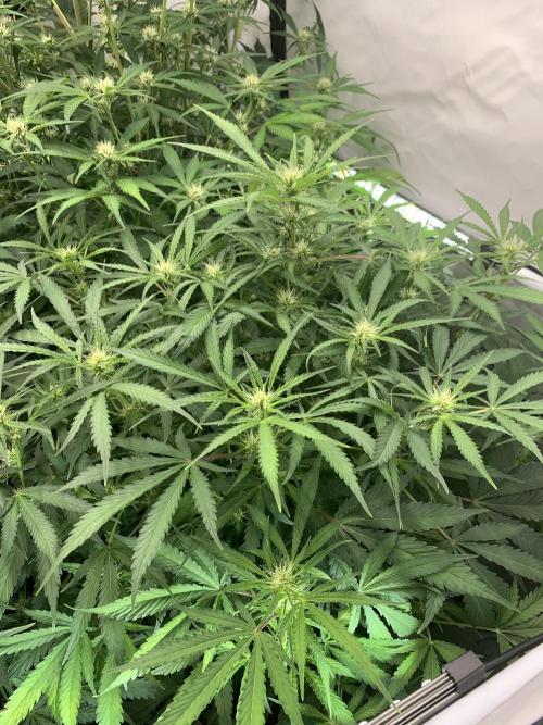 5.Grow neuer Test Lauf😅🏼. Week 6 - 15.11.-23:30 Z-Up