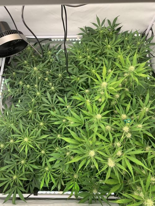 5.Grow: NewSetup Testrun 4 Fastbuds Aut.. Week 6 - 15.11.-23:30