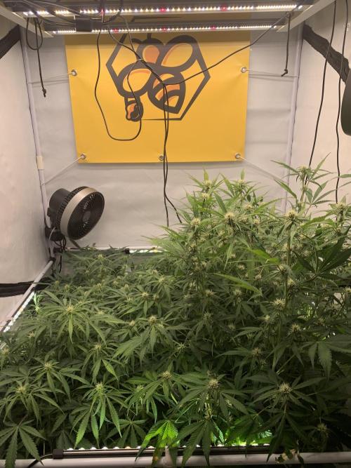 5.Grow: NewSetup Testrun 4 Fastbuds Aut.. Week 6 - 16.11.-14:30
