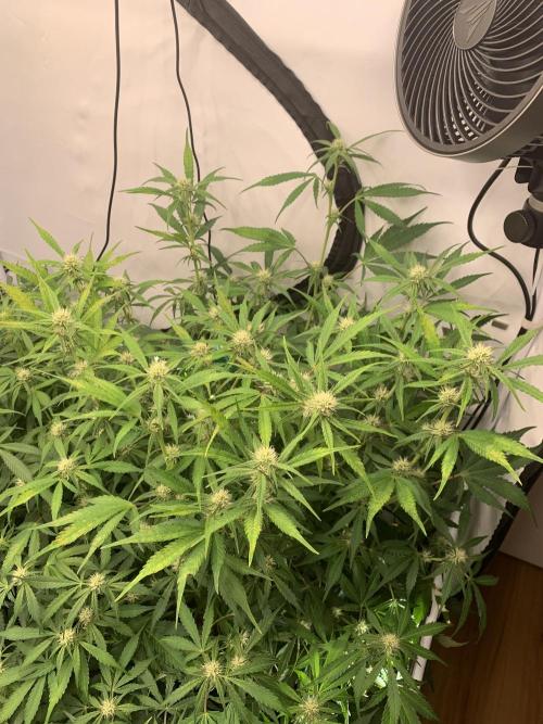 5.Grow: NewSetup Testrun 4 Fastbuds Aut.. Week 6 - 16.11.-14:30 Papaya Cookies 