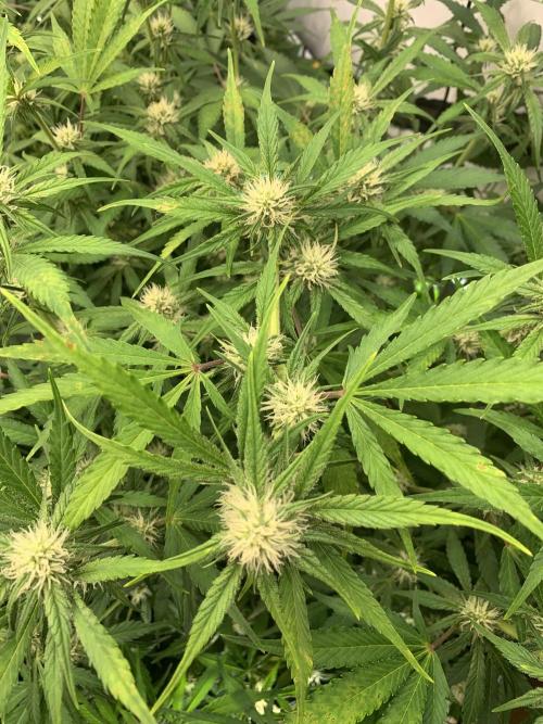 5.Grow: NewSetup Testrun 4 Fastbuds Aut.. Week 6 - 16.11.-14:30 Papaya Cookies 