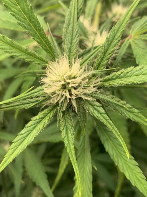 5.Grow: NewSetup Testrun 4 Fastbuds Aut.. Week 6 - 16.11.-14:30 Papaya Cookies 