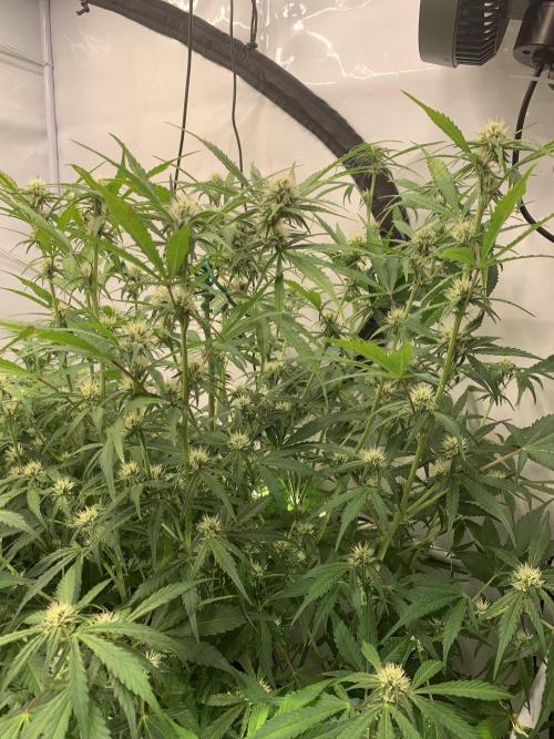 5.Grow: NewSetup Testrun 4 Fastbuds Aut.. Week 6 - 16.11.-14:30 Papaya Cookies 