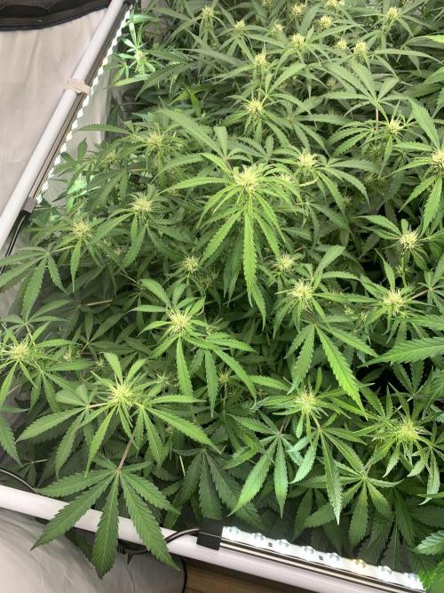 5.Grow: NewSetup Testrun 4 Fastbuds Aut.. Week 6 - 16.11.-14:30 Z-Up 