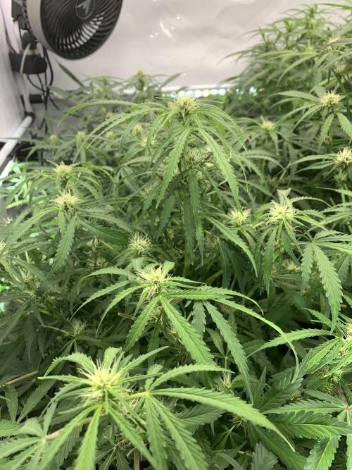 5.Grow: NewSetup Testrun 4 Fastbuds Aut.. Week 6 - 16.11.-14:30 Z-Up 