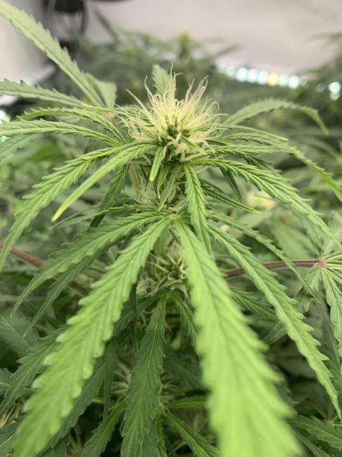 5.Grow: NewSetup Testrun 4 Fastbuds Aut.. Week 6 - 16.11.-14:30 Z-Up 