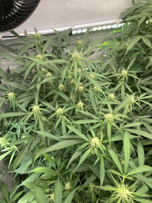 5.Grow: NewSetup Testrun 4 Fastbuds Aut.. Week 6 - 16.11.-14:30 Z-Up 