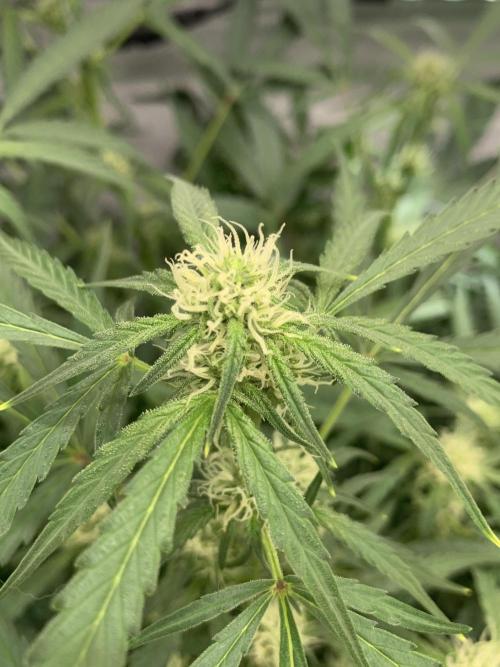 5.Grow: NewSetup Testrun 4 Fastbuds Aut.. Week 6 - 16.11.-14:30 Z-Up 