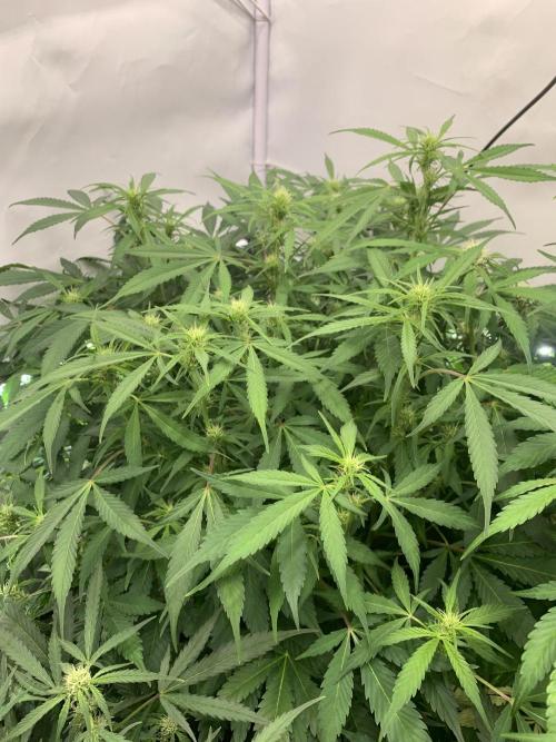 5.Grow: NewSetup Testrun 4 Fastbuds Aut.. Week 6 - 16.11.-14:30 Frost Banger 