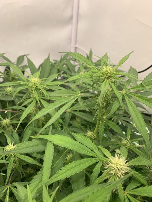 5.Grow: NewSetup Testrun 4 Fastbuds Aut.. Week 6 - 16.11.-14:30 Frost Banger 