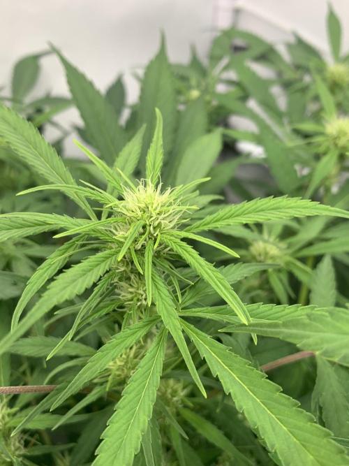 5.Grow: NewSetup Testrun 4 Fastbuds Aut.. Week 6 - 16.11.-14:30 Frost Banger 