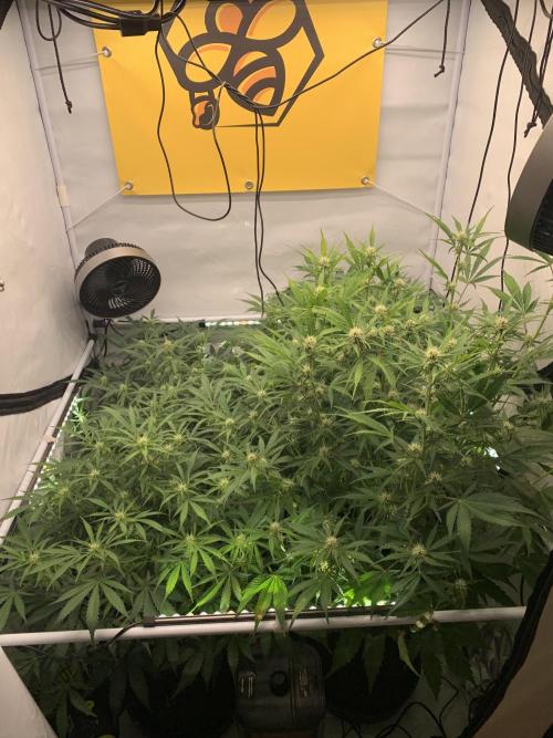 5.Grow: NewSetup Testrun 4 Fastbuds Aut.. Week 7 - 16.11.-23:00