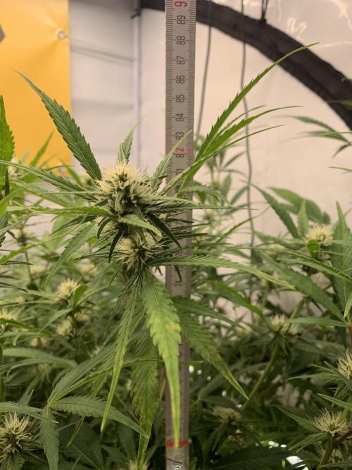 5.Grow: NewSetup Testrun 4 Fastbuds Aut.. Week 7 - 16.11.-23:00 Papaya Cookies