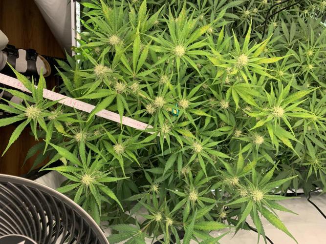 5.Grow: NewSetup Testrun 4 Fastbuds Aut.. Week 7 - 16.11.-23:00 Papaya Cookies