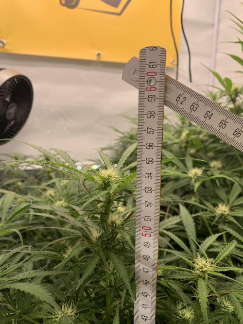 5.Grow: NewSetup Testrun 4 Fastbuds Aut.. Week 7 - 16.11.-23:00 Z-Up