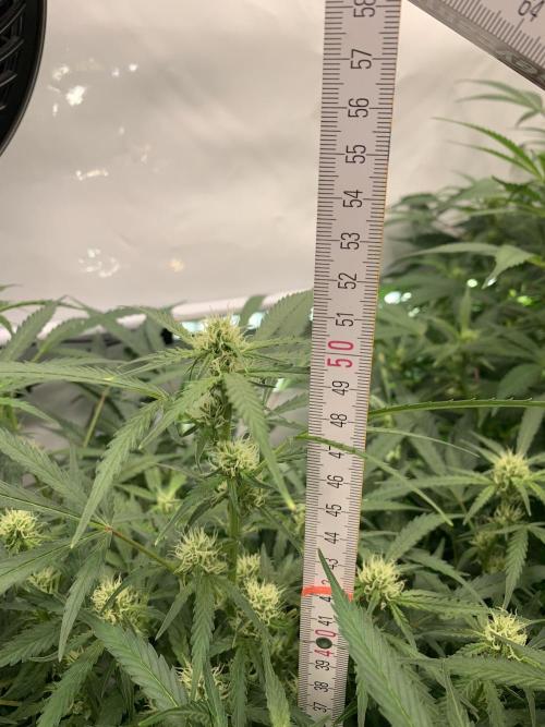 5.Grow: NewSetup Testrun 4 Fastbuds Aut.. Week 7 - 16.11.-23:00 Z-Up