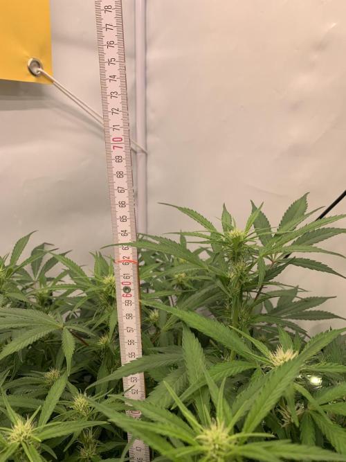 5.Grow: NewSetup Testrun 4 Fastbuds Aut.. Week 7 - 16.11.-23:00 Frost Banger 