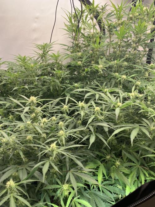 5.Grow: NewSetup Testrun 4 Fastbuds Aut.. Week 7 - 16.11.-23:00