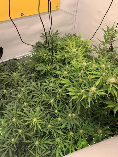 5.Grow: NewSetup Testrun 4 Fastbuds Aut.. Week 7 - 17.11.-22:00