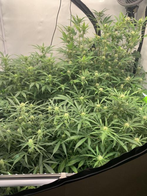 5.Grow: NewSetup Testrun 4 Fastbuds Aut.. Week 7 - 18.11.-21:40