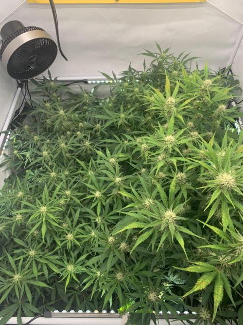 5.Grow: NewSetup Testrun 4 Fastbuds Aut.. Week 7 - 19.11.-22:45