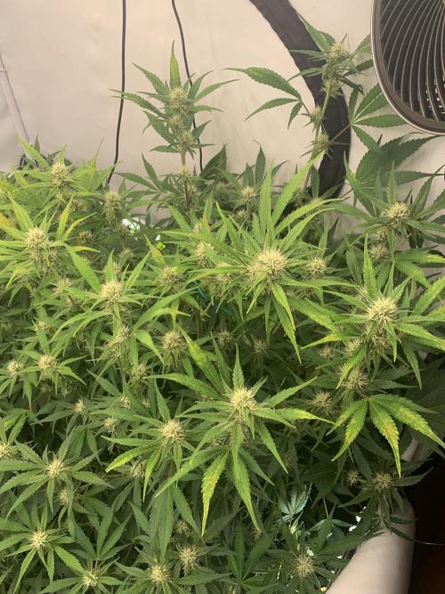 5.Grow: NewSetup Testrun 4 Fastbuds Aut.. Week 7 - 19.11.-22:45 Papaya Cookies 