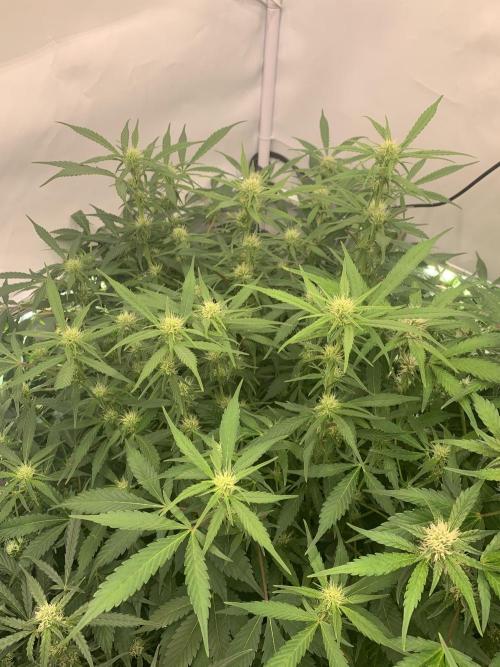 5.Grow: NewSetup Testrun 4 Fastbuds Aut.. Week 7 - 19.11.-22:45 Frost Banger