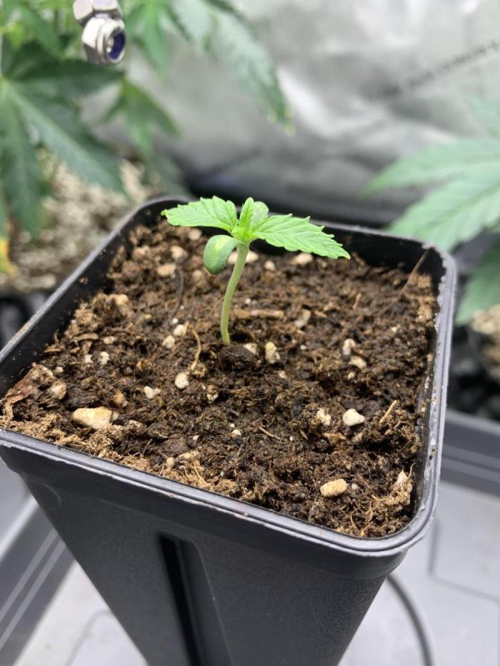 1.Bonsai: Lemon Cherry Runtz. Week 0 - 16.11.