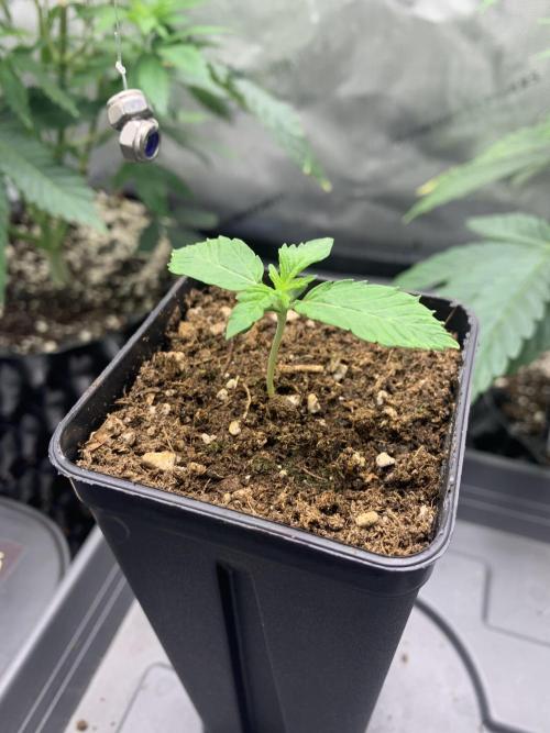 1.Bonsai: Lemon Cherry Runtz. Week 1 - 18.11.