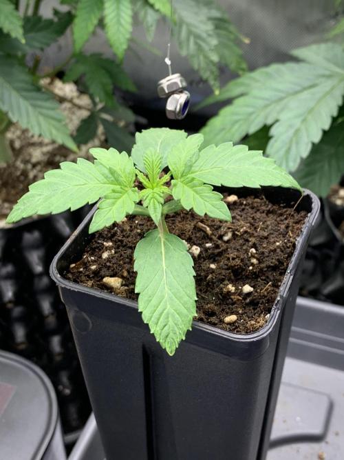 1.Bonsai: Lemon Cherry Runtz. Week 1 - 21.11.