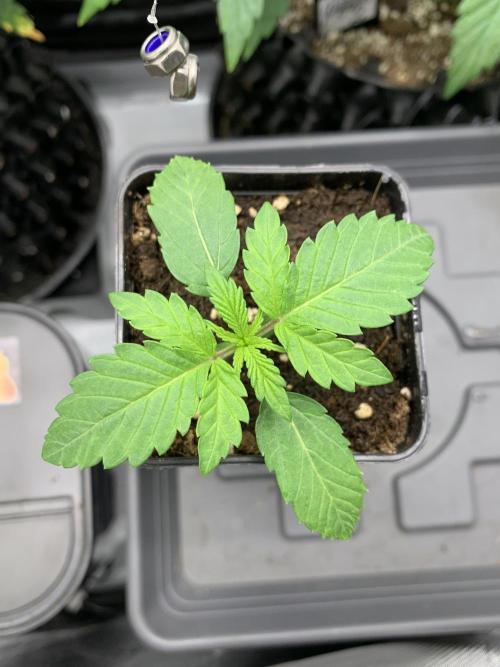 1.Bonsai: Lemon Cherry Runtz. Week 1 - 21.11.