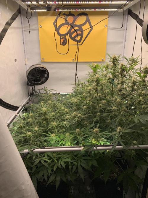 5.Grow: NewSetup Testrun 4 Fastbuds Aut.. Week 7 - 22.11.-22:10