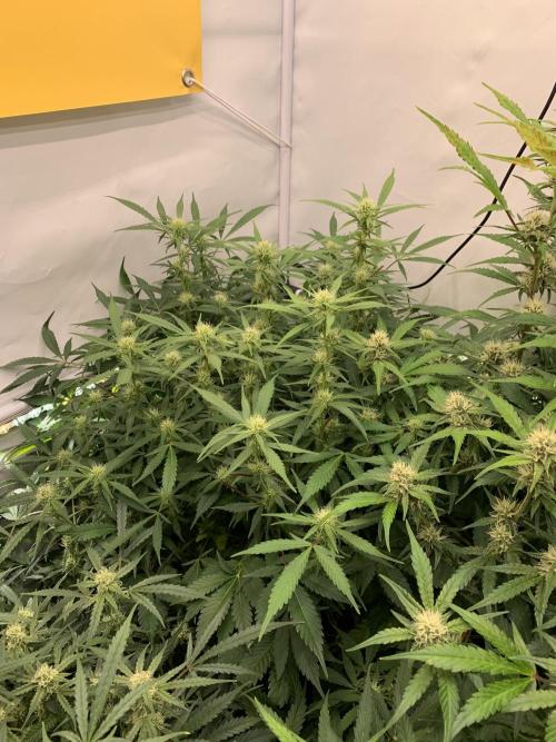 5.Grow: NewSetup Testrun 4 Fastbuds Aut.. Week 7 - 22.11.-22:10 Frost Banger 