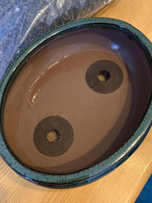 1.Bonsai: Lemon Cherry Runtz. Week 2 - Siebe für die Löcher 