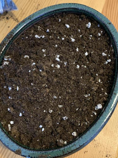 1.Bonsai: Lemon Cherry Runtz. Week 2 - Light mix 