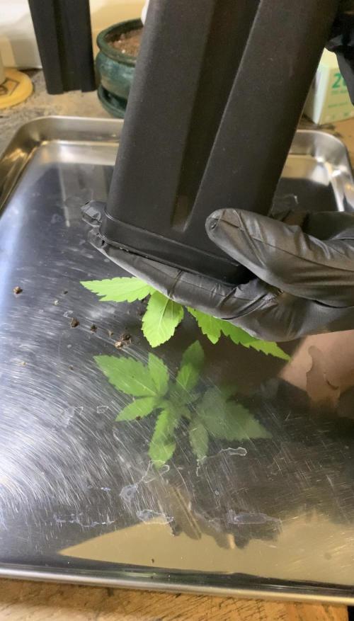 1.Bonsai: Lemon Cherry Runtz. Week 2 - Lemon Cherry Runtz