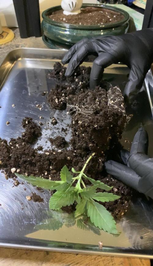 1.Bonsai: Lemon Cherry Runtz. Week 2