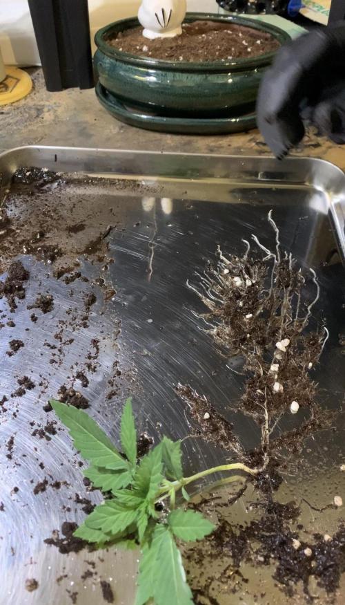 1.Bonsai: Lemon Cherry Runtz. Week 2