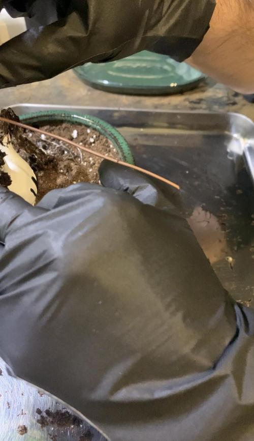 1.Bonsai: Lemon Cherry Runtz. Week 2