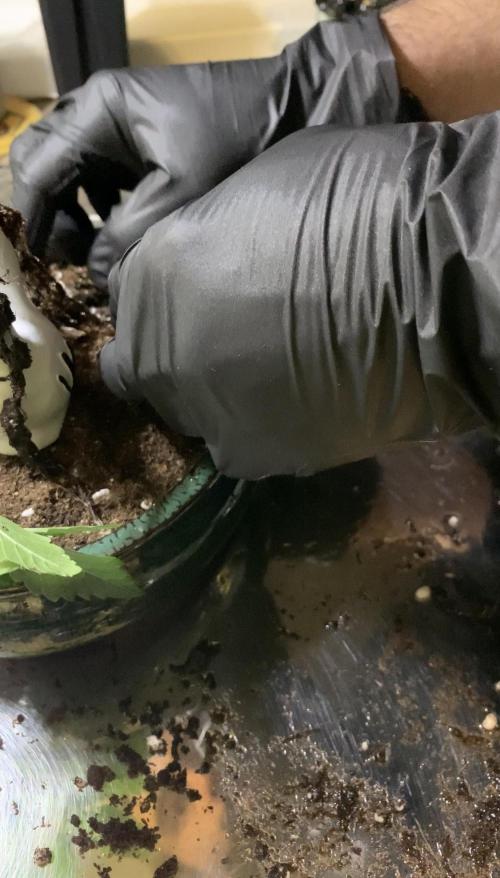 1.Bonsai: Lemon Cherry Runtz. Week 2