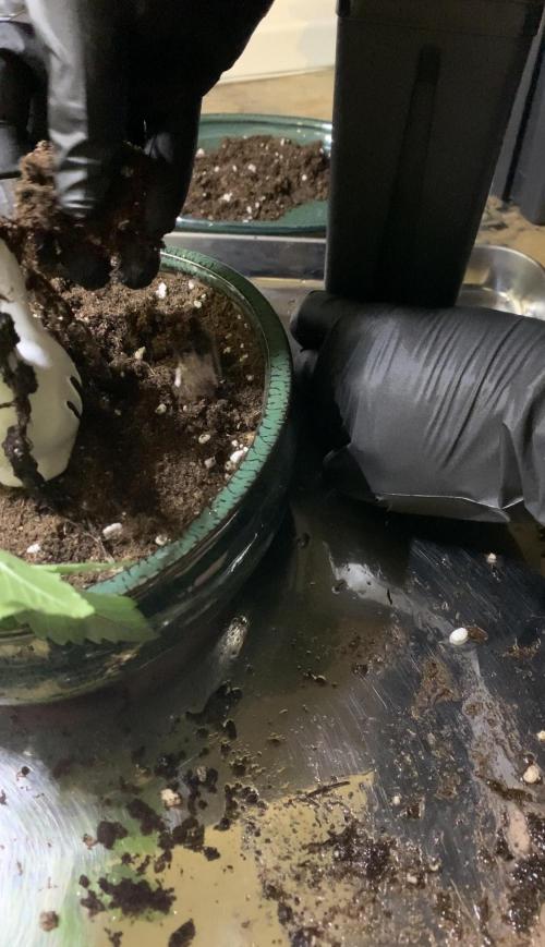 1.Bonsai: Lemon Cherry Runtz. Week 2