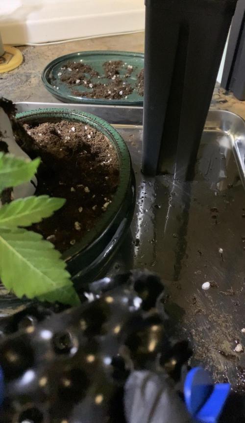 1.Bonsai: Lemon Cherry Runtz. Week 2