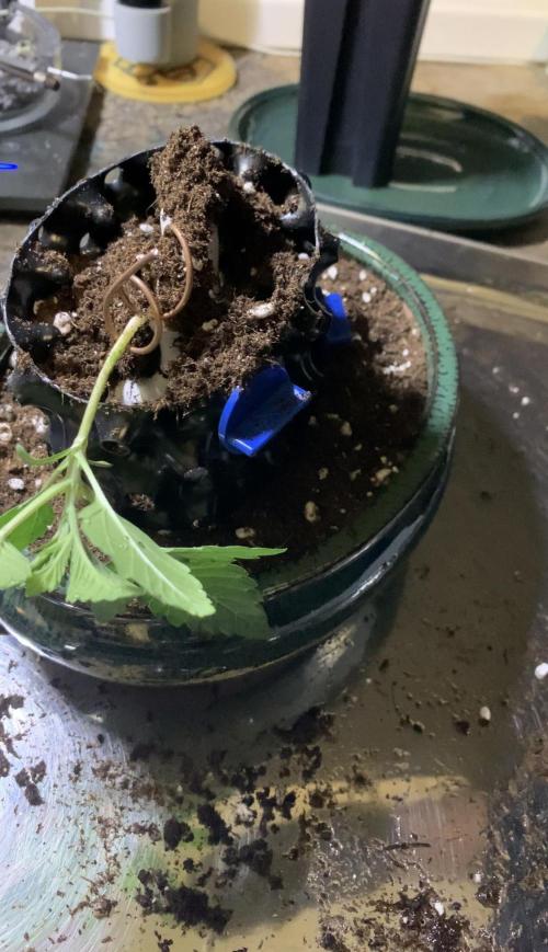 1.Bonsai: Lemon Cherry Runtz. Week 2