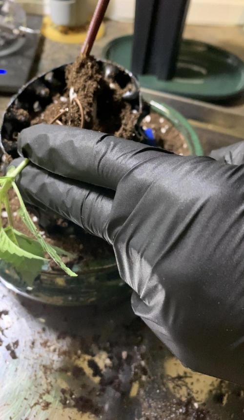 1.Bonsai: Lemon Cherry Runtz. Week 2